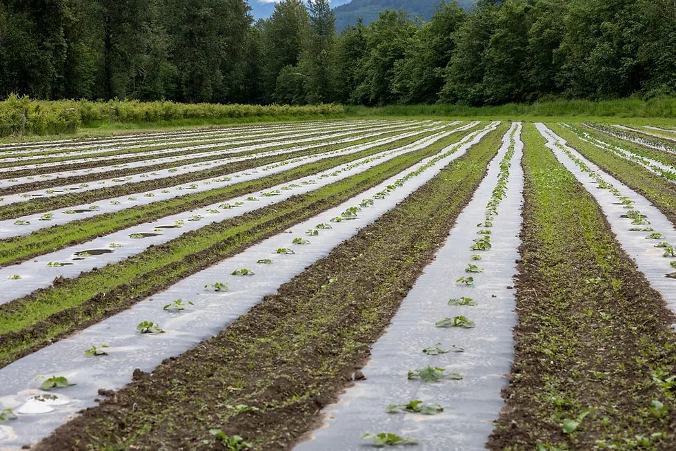 Experience hands on farming in Pemberton 